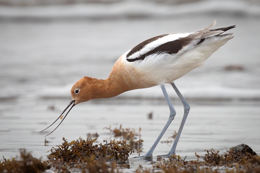 American avocet foraging along the shoreline with its upturned bill