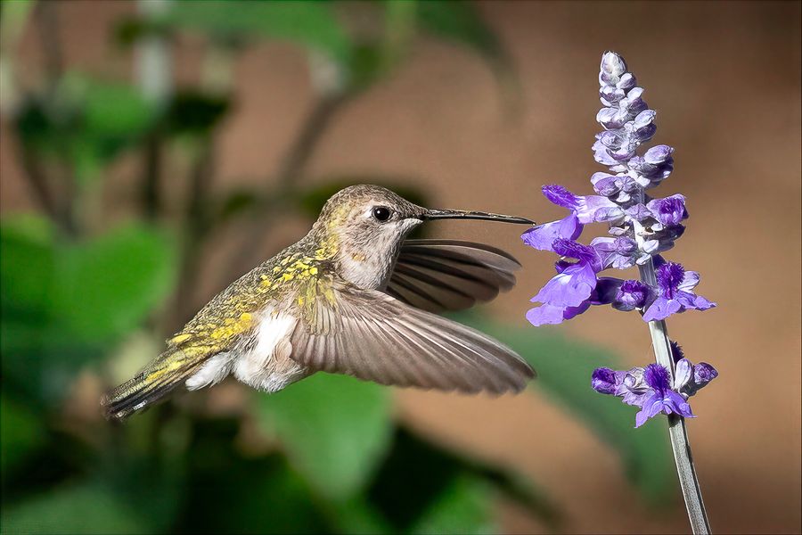 Black-chinned hummingbird hovering at a purple salvia flower