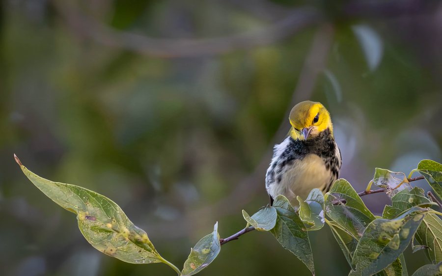 Black-throated green warbler with a bright yellow face perched among green leaves, looking down