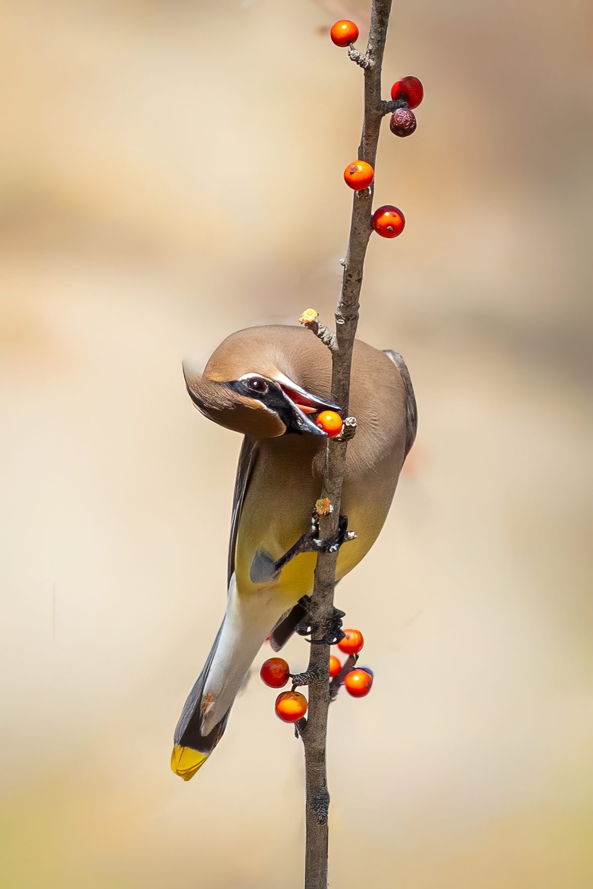 Cedar waxwing hanging from a thin branch, holding an orange berry in its bill