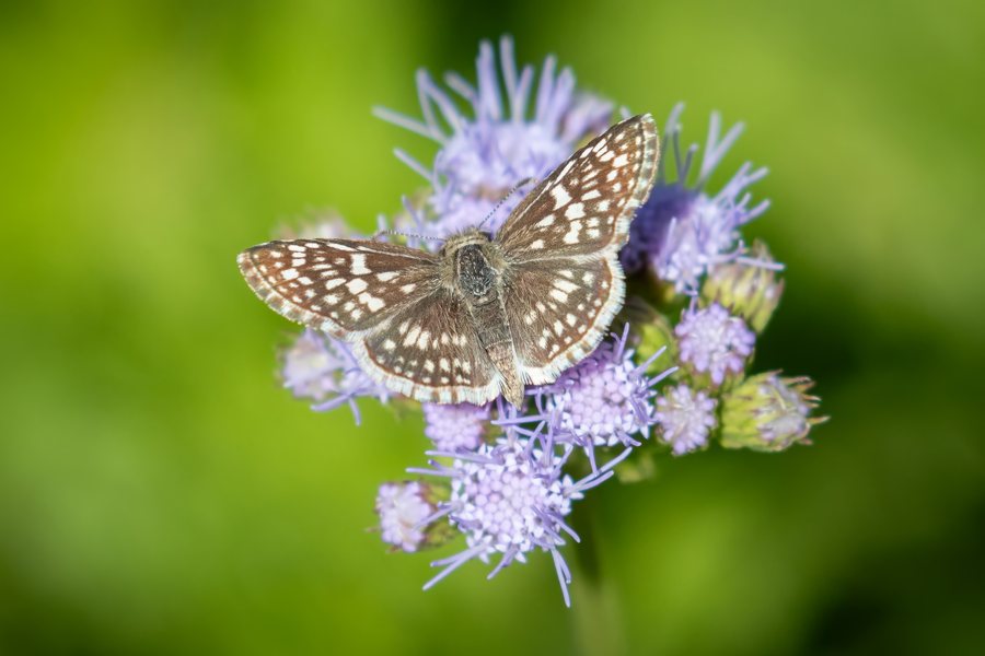 Checkered-skipper butterfly with open brown and white wings resting on purple mistflower