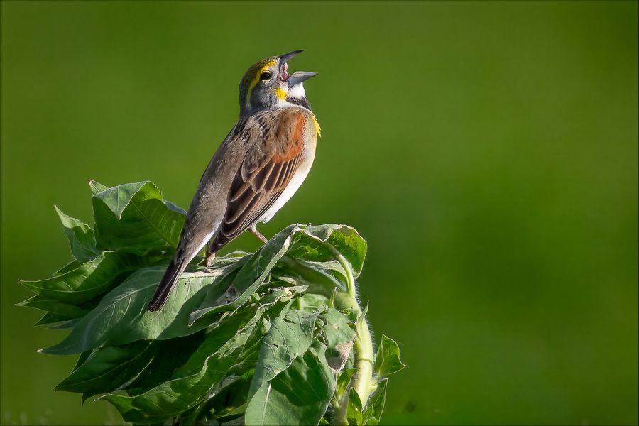 Dickcissel singing from the top of a leafy plant against a green background