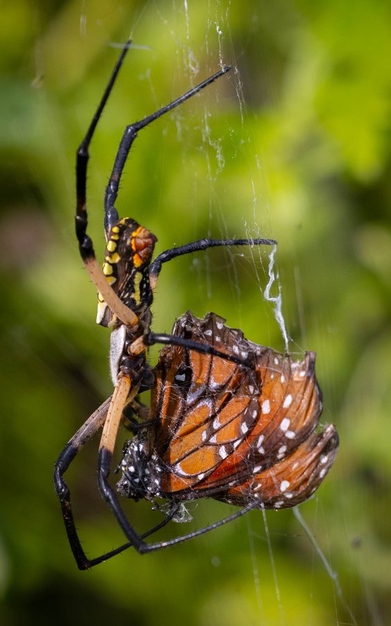 Yellow garden spider in its web, wrapping a captured orange Queen butterfly