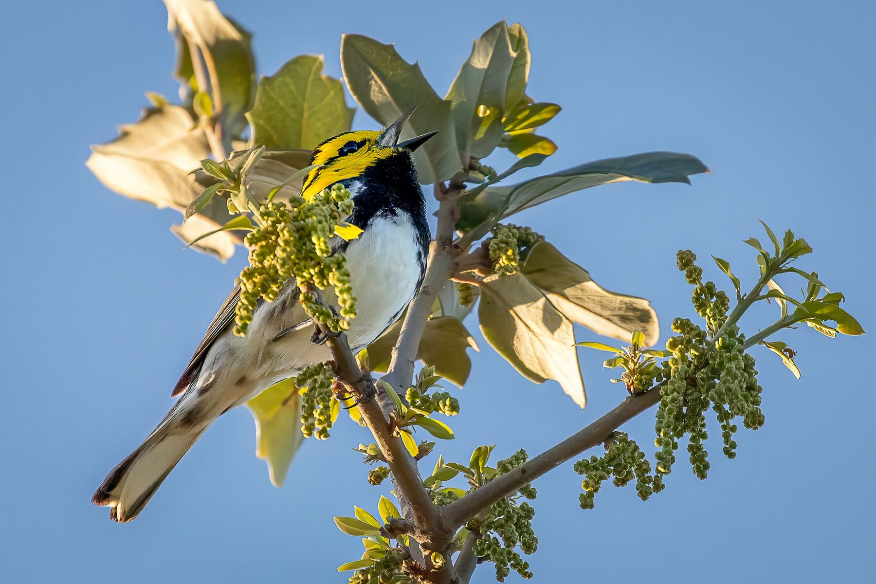 Golden-cheeked warbler perched in a flowering oak against a blue sky