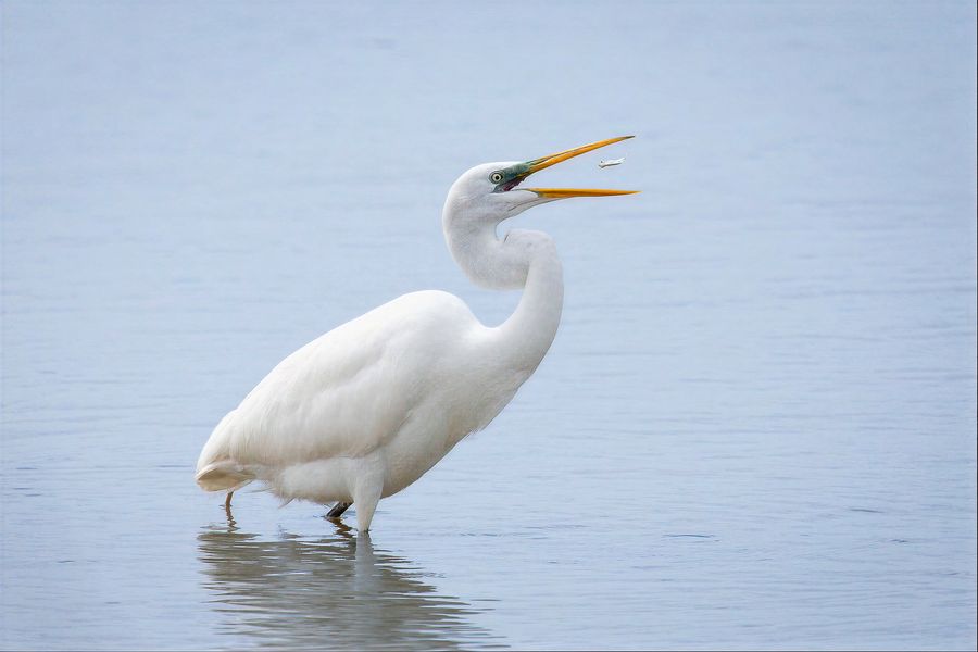 Great egret standing in calm blue water, tossing a small fish into its bill