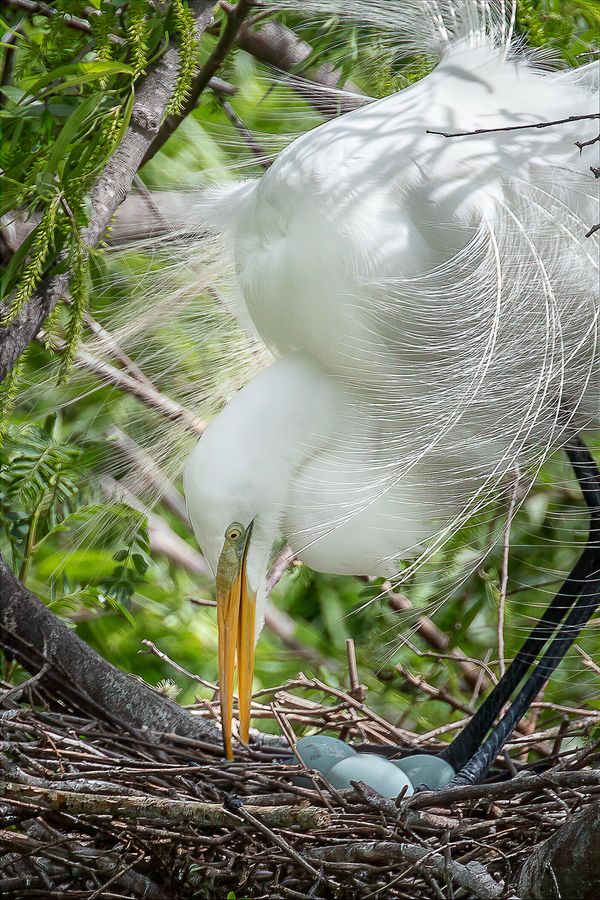 Great egret in breeding plumes bending over pale blue eggs in its nest