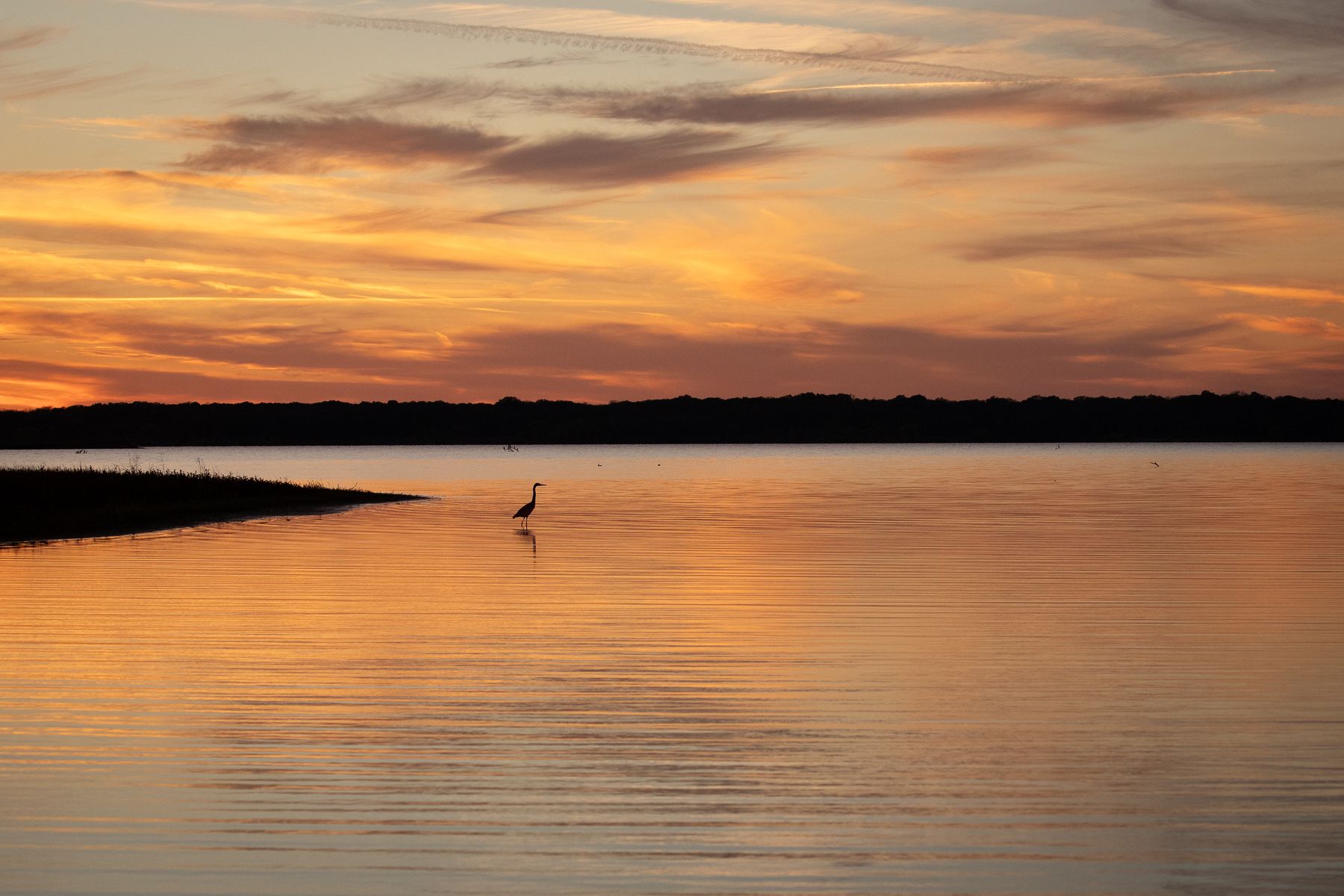 Orange sunset over a still lake with a lone heron wading in the shallows