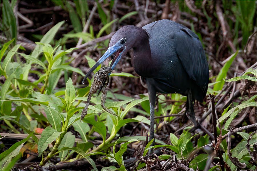 Little blue heron holding a crayfish in its bill among green marsh plants
