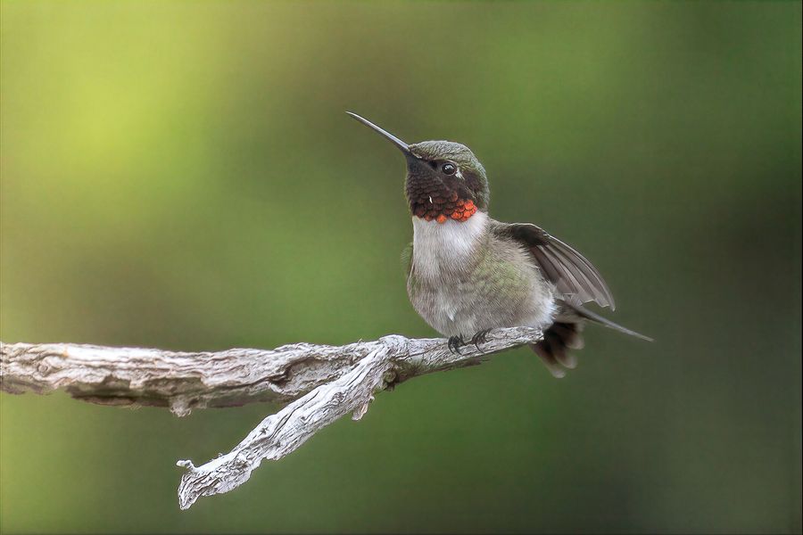 Male ruby-throated hummingbird perched on a bare weathered branch