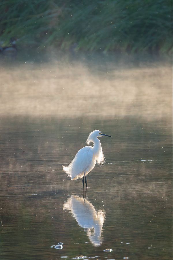 Snowy egret standing in shallow water with morning mist and its reflection