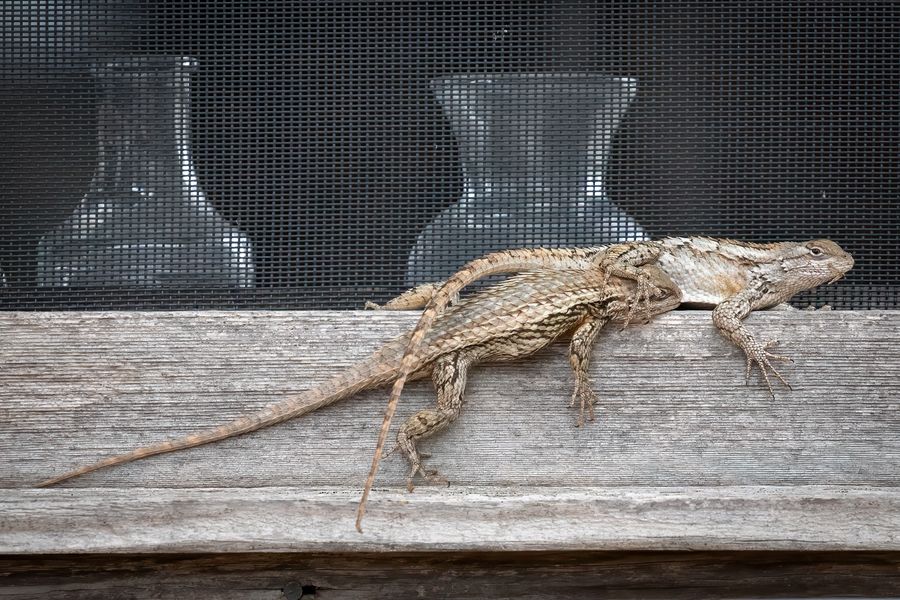 Spiny lizard stretched along a weathered wooden ledge in front of a screen window
