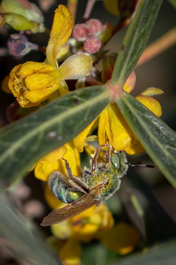 Metallic green bee hanging beneath a yellow flower