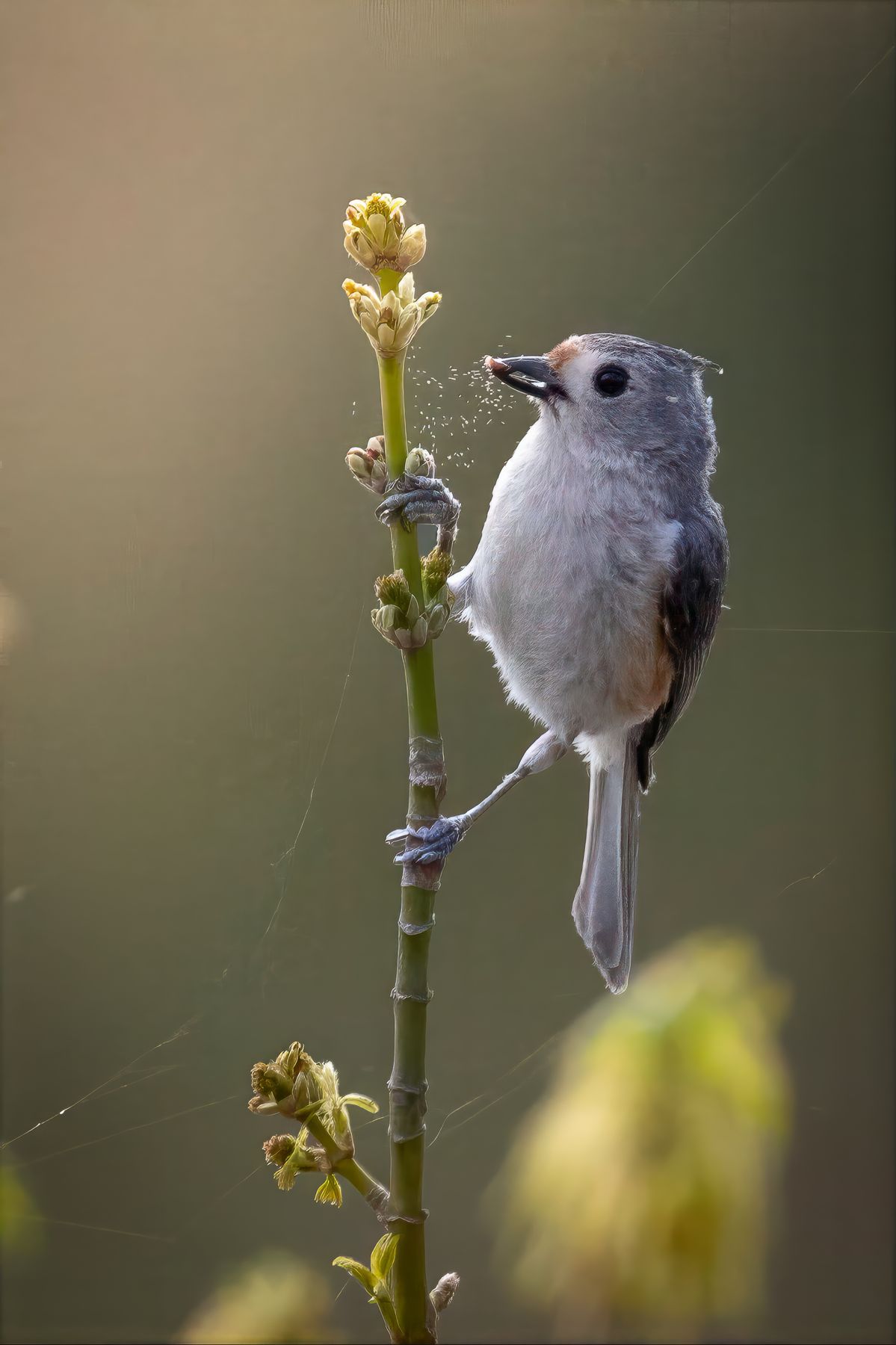 Black-crested titmouse clinging to a slender budding stem with a seed in its bill