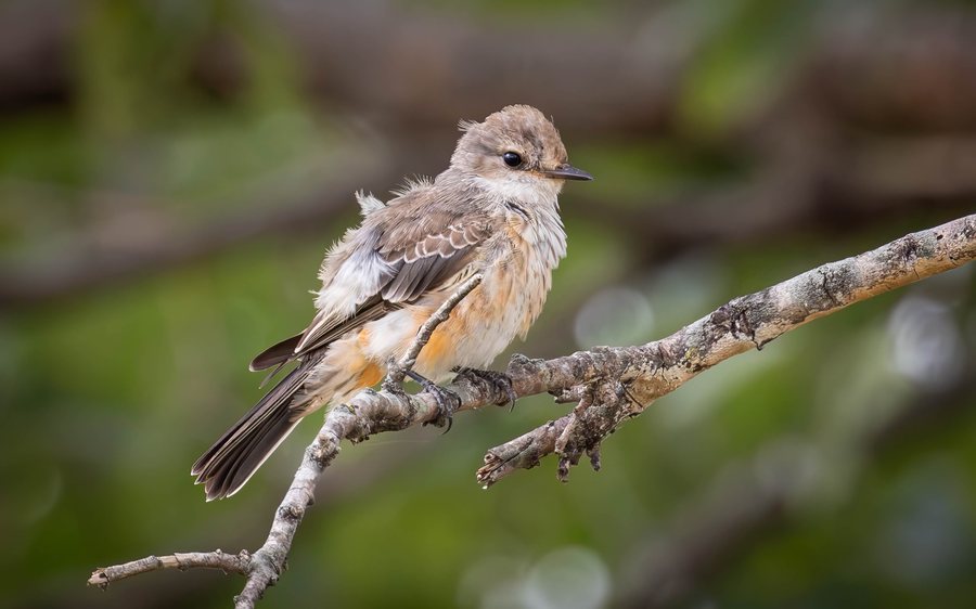 Female vermilion flycatcher with a peach-colored belly perched on a weathered branch