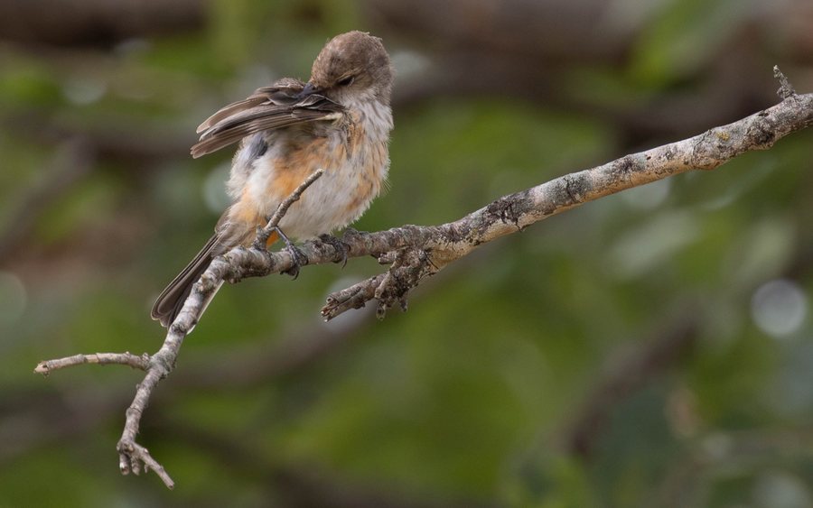 Female vermilion flycatcher preening her wing feathers on a bare branch